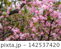 幻想的なピンクの海に咲く花海棠 142537420