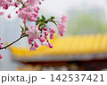 寺院の境内に美しく咲き誇るハナカイドウと春の風景 142537421