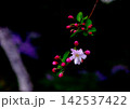 暗背景に浮かび上がる美しいハナカイドウのピンクの花と蕾 142537422