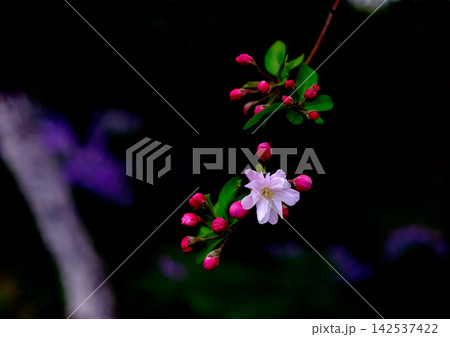 暗背景に浮かび上がる美しいハナカイドウのピンクの花と蕾 暗背景に浮かび上がる美しいハナカイドウのピンクの花と蕾 142537422