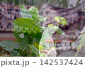 東洋の静寂 142537424