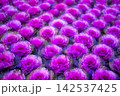 一面に広がる色鮮やかな紫色の葉牡丹 142537425