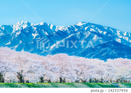 富山 あさひ舟川 桜並木と北アルプス連峰 富山 あさひ舟川 桜並木と北アルプス連峰 142537450