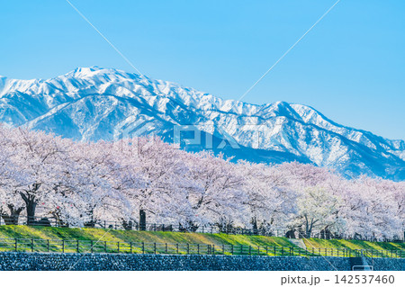 富山 あさひ舟川　桜並木と北アルプス連峰 142537460