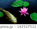 池を泳ぐ黄金の錦鯉とピンクの睡蓮の花 142537512