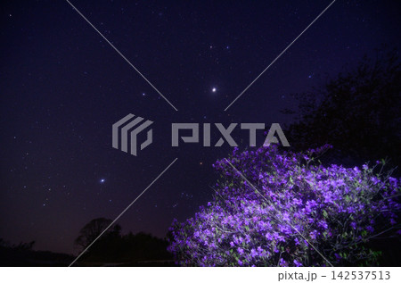 満天の星空の下に咲き誇る紫色のツツジの花 満天の星空の下に咲き誇る紫色のツツジの花 142537513