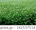 秋の訪れ 畑一面に広がる白いソバの花 142537514