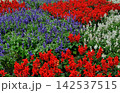 鮮やかに咲き誇るサルビアの花壇 142537515