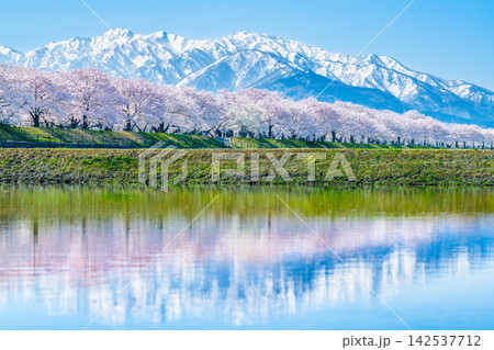 富山 あさひ舟川 水田に映る桜並木と北アルプス連峰 富山 あさひ舟川 水田に映る桜並木と北アルプス連峰 142537712