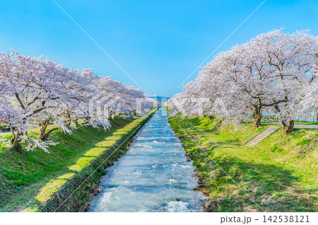 富山 あさひ舟川べりの桜並木 富山 あさひ舟川べりの桜並木 142538121