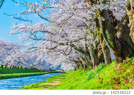 富山 あさひ舟川べりの桜並木 142538122