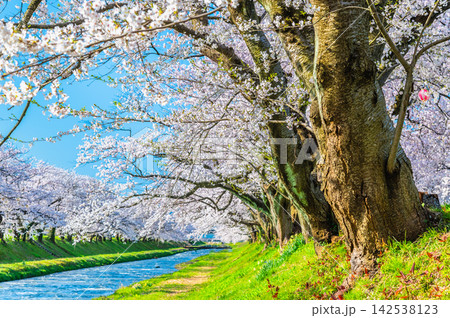 富山 あさひ舟川べりの桜並木 富山 あさひ舟川べりの桜並木 142538123