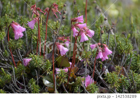 ピンクの高山植物、イワカガミ 142538289