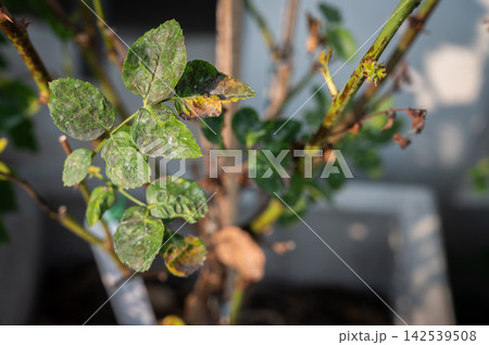 Downey Mildew and Black spot problem occur on rose leaves.A plant disease, caused by a fungal-like water mould known as Peronospora destructor. Downey Mildew and Black spot problem occur on rose leaves.A plant disease, caused by a fungal-like water mould known as Peronospora destructor. 142539508