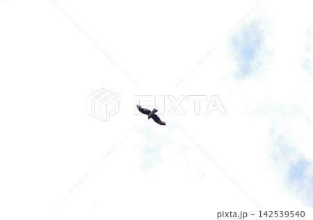 青空バックに飛翔する鳶 青空バックに飛翔する鳶 142539540