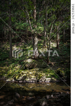 赤目四十八滝にある苔むした岩と清らかな渓流、木漏れ日が差し込む風景 赤目四十八滝にある苔むした岩と清らかな渓流、木漏れ日が差し込む風景 142539661