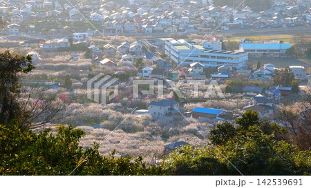 満開の梅が咲き誇る曽我梅林の街並みと風景 満開の梅が咲き誇る曽我梅林の街並みと風景 142539691