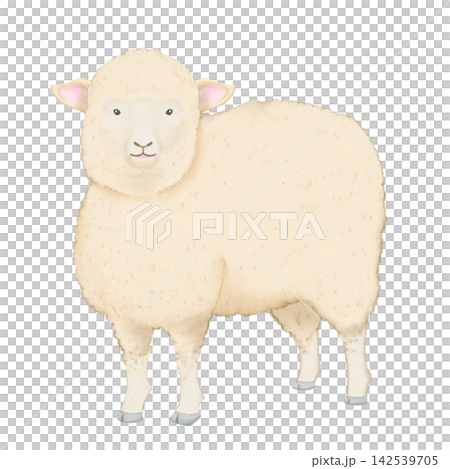 一隻綿羊站立的寫實插圖 一隻綿羊站立的寫實插圖 142539705