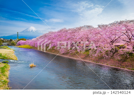 Beautiful landscape blooming cherry blossoms with Mount Fuji in the background and Urui river in the foreground is a popular tourist spot in Fuji City, Shizuoka Japan. Beautiful landscape blooming cherry blossoms with Mount Fuji in the background and Urui river in the foreground is a popular tourist spot in Fuji City, Shizuoka Japan. 142540124