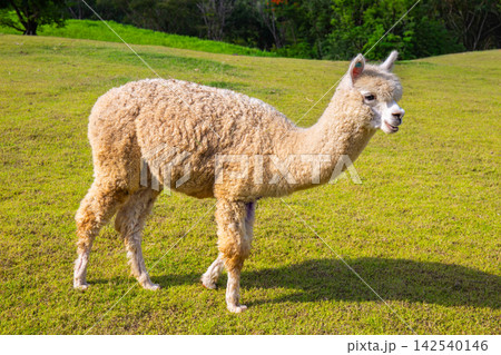 A beautiful, fluffy alpaca is walking on the grass with a silken forest as a background A beautiful, fluffy alpaca is walking on the grass with a silken forest as a background 142540146