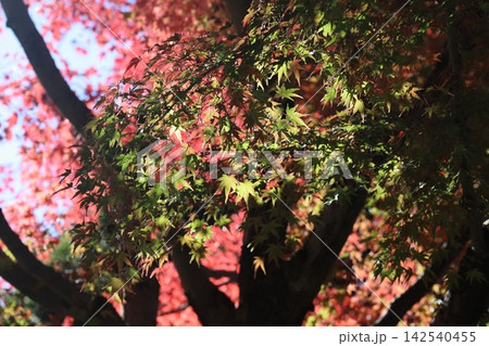 紅葉したモミジの葉 紅葉したモミジの葉 142540455