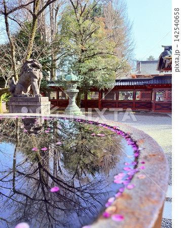 花びらが舞う春の寺 花びらが舞う春の寺 142540658