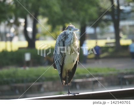サギ サギ 142540701
