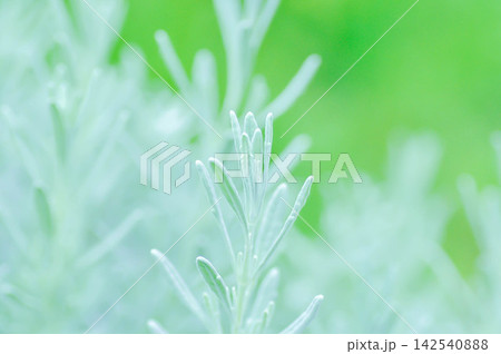 lavender, French lavender or Goodwin Creek Lavender or Lavandula, Lavandula angustifolia or Lavandula x allardii or Woolly lavender lavender, French lavender or Goodwin Creek Lavender or Lavandula, Lavandula angustifolia or Lavandula x allardii or Woolly lavender 142540888