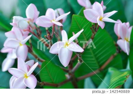 frangipani, frangipani flower or pagoda tree or temple tree with flowers or pink flower 142540889