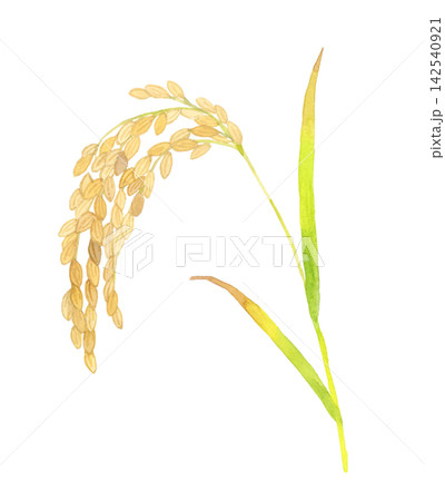 稲穂・米(単品) 手描き水彩イラスト素材 稲穂・米(単品) 手描き水彩イラスト素材 142540921