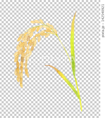 稲穂・米(単品) 手描き水彩イラスト素材 稲穂・米(単品) 手描き水彩イラスト素材 142540921