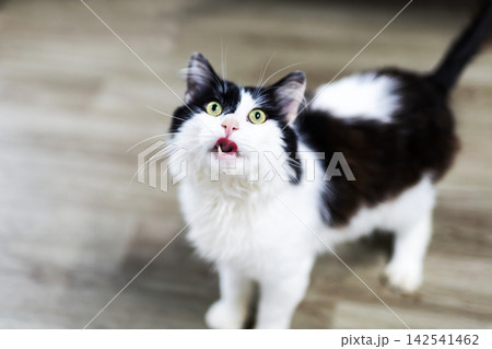 Black and white longhaired cat looking upward with open mouth on wooden floor closeup, with cat, feline, pet, longhaired detail, showing black, white, bicolor, tuxedo context 142541462