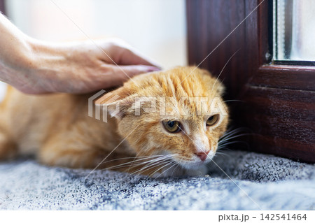 Ginger domestic cat crouched beside window frame on gray carpet while gentle human hand strokes shoulder, showing wary expression, soft fur detail, indoor pet care moment Ginger domestic cat crouched beside window frame on gray carpet while gentle human hand strokes shoulder, showing wary expression, soft fur detail, indoor pet care moment 142541464