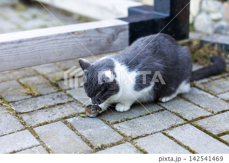 Gray and white cat sniffing ground on outdoor stone patio under wooden bench in soft daylight, with cat, feline, kitten, pet detail, showing outdoor, patio, paving, stone context Gray and white cat sniffing ground on outdoor stone patio under wooden bench in soft daylight, with cat, feline, kitten, pet detail, showing outdoor, patio, paving, stone context 142541469