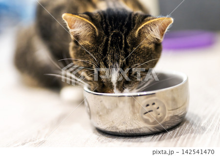Closeup cat eating from metal bowl with focused face and whiskers, with cat, tabby, feline, kitten detail, showing pet, feeding, eating, bowl context Closeup cat eating from metal bowl with focused face and whiskers, with cat, tabby, feline, kitten detail, showing pet, feeding, eating, bowl context 142541470