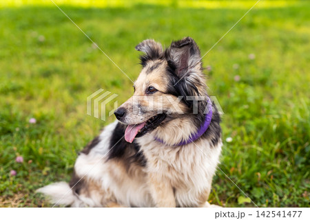Fluffy mixed breed dog sitting on grass panting with tongue out looking sideways in sunny park, with dog, canine, pet, mixedbreed detail, showing fluffy, tricolor, collar, purple context Fluffy mixed breed dog sitting on grass panting with tongue out looking sideways in sunny park, with dog, canine, pet, mixedbreed detail, showing fluffy, tricolor, collar, purple context 142541477