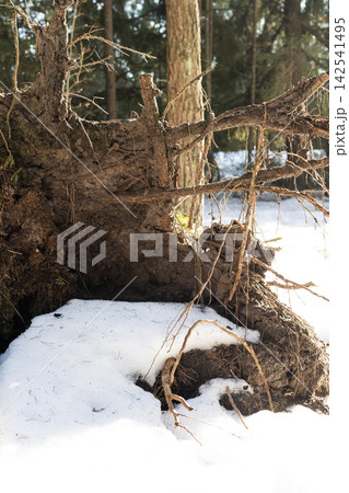 Snowy forest with glowing roots. Closeup of tangled roots bathed in gentle warm glow in snow Snowy forest with glowing roots. Closeup of tangled roots bathed in gentle warm glow in snow 142541495