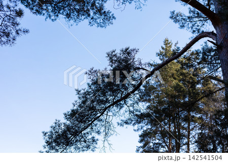 Serene nature scene. Peaceful natural landscape with arching branches and layered silhouettes Serene nature scene. Peaceful natural landscape with arching branches and layered silhouettes 142541504