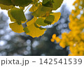 黄色く色づいたイチョウの葉 142541539