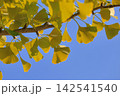 黄色く色づいたイチョウの葉 142541540