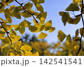 黄色く色づいたイチョウの葉 142541541