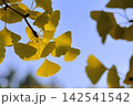 黄色く色づいたイチョウの葉 142541542
