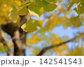 黄色く色づいたイチョウの葉 142541543