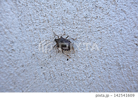Shield Bug [Stink Bug] on Wall. 142541609