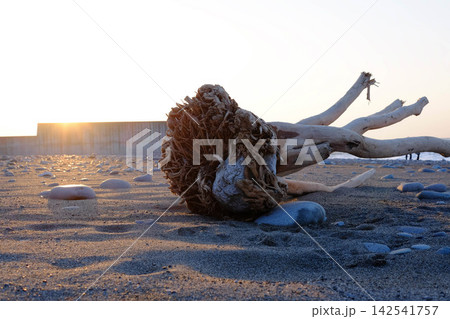 浜辺に佇む流木の根と夕暮れの光(テクスチャ・自然素材・背景・横構図) 浜辺に佇む流木の根と夕暮れの光(テクスチャ・自然素材・背景・横構図) 142541757