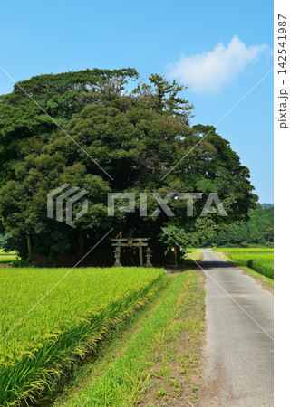 鳥取県西伯郡南部町　客神社（小原神社） 142541987