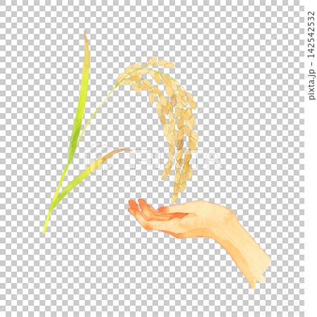 稲穂と手　手描き水彩イラスト素材 142542532
