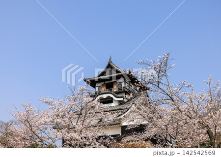 朝の国宝犬山城と桜 朝の国宝犬山城と桜 142542569