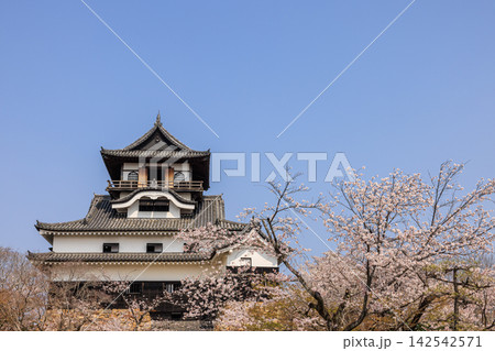 朝の国宝犬山城と桜 朝の国宝犬山城と桜 142542571