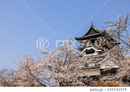 朝の国宝犬山城と桜 朝の国宝犬山城と桜 142542574